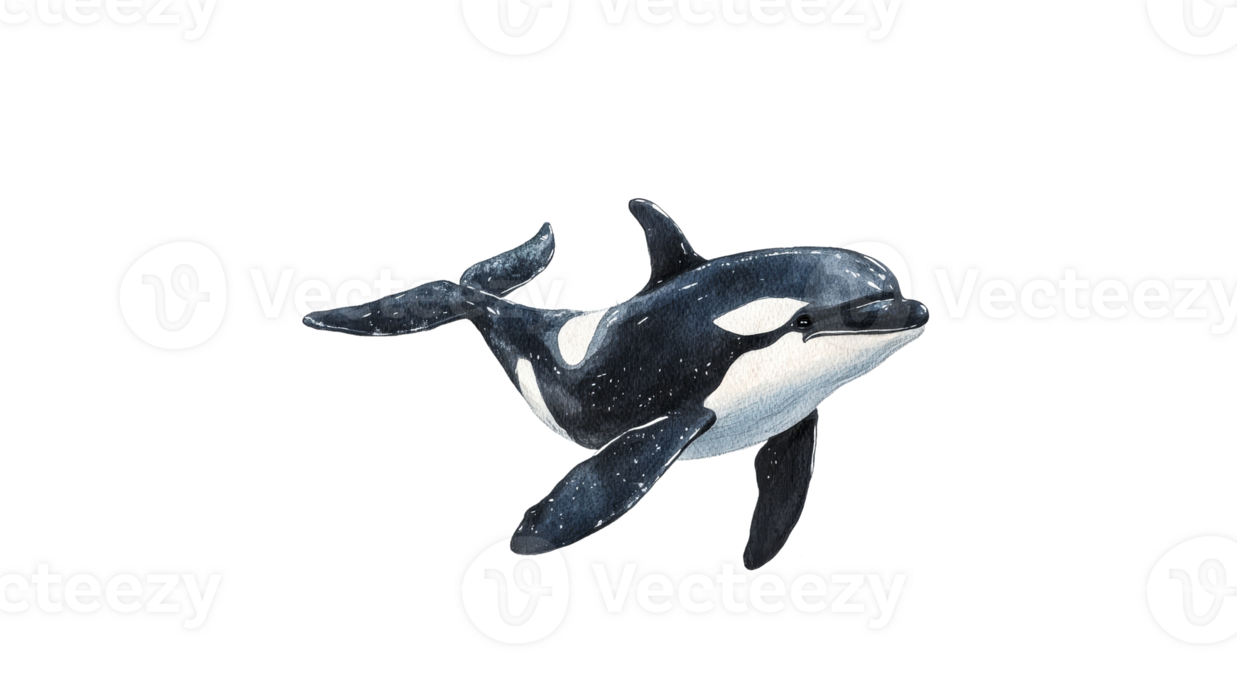 Orca swimming gracefully in deep ocean waters png