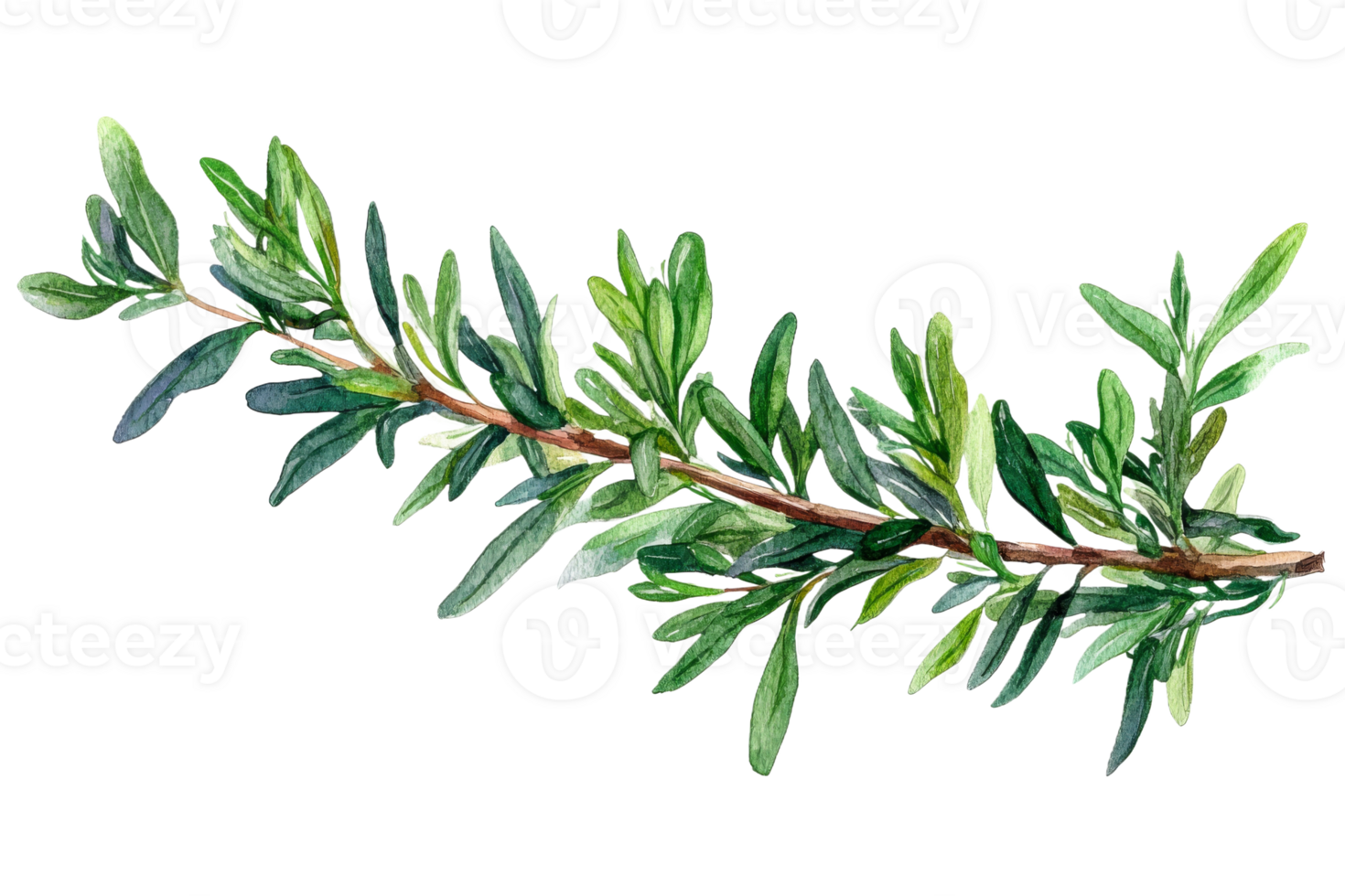 Vibrant green herb sprig on display png