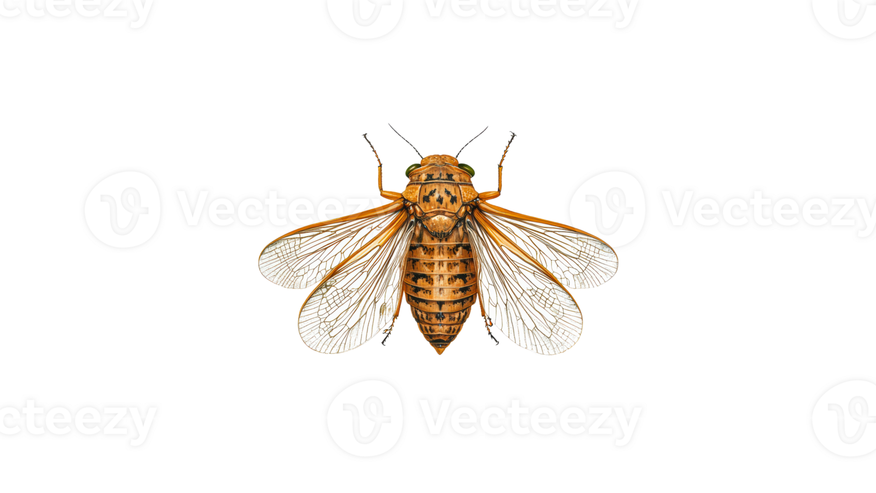 Detailed illustration of a cicada showcasing wings png