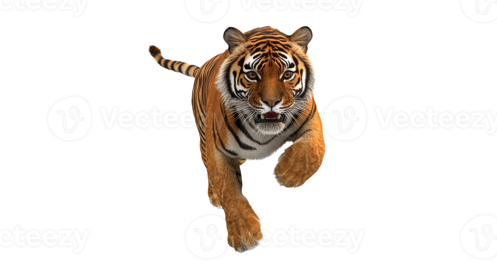 Tiger runs swiftly through a white background png