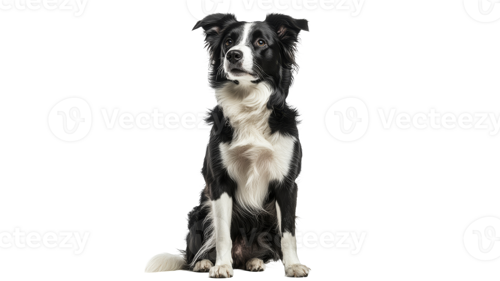 Graceful border collie on white backdrop png