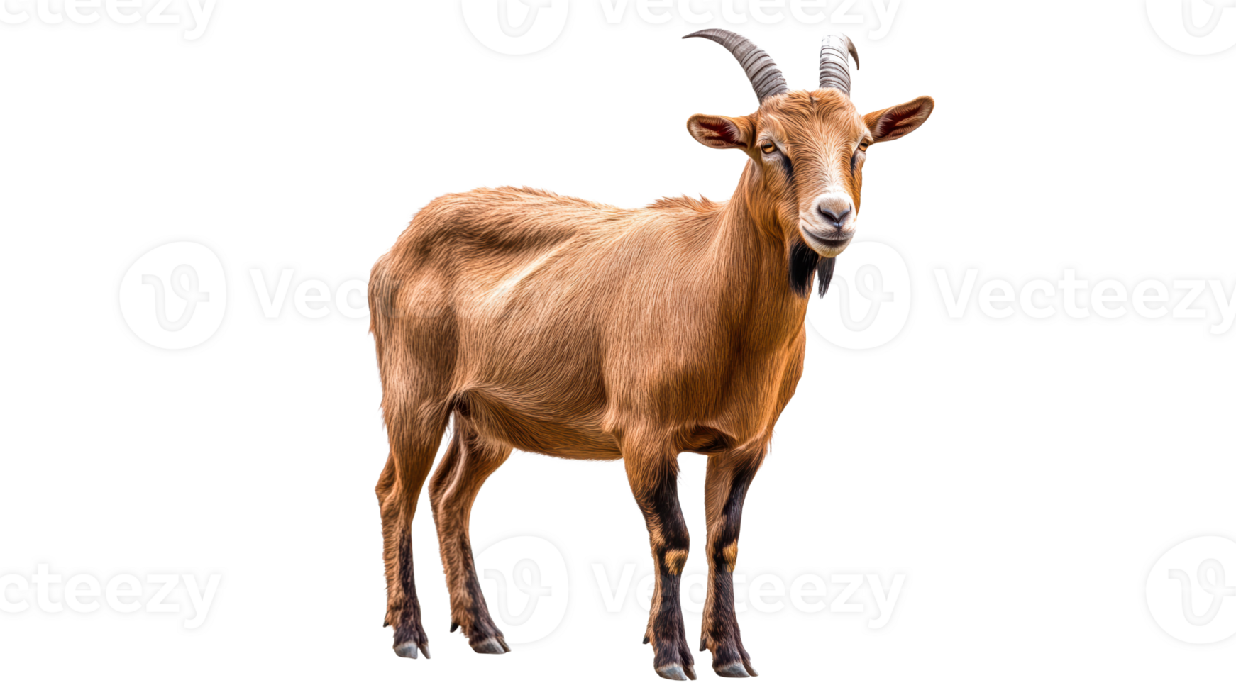 Goat standing calmly on a transparent background png