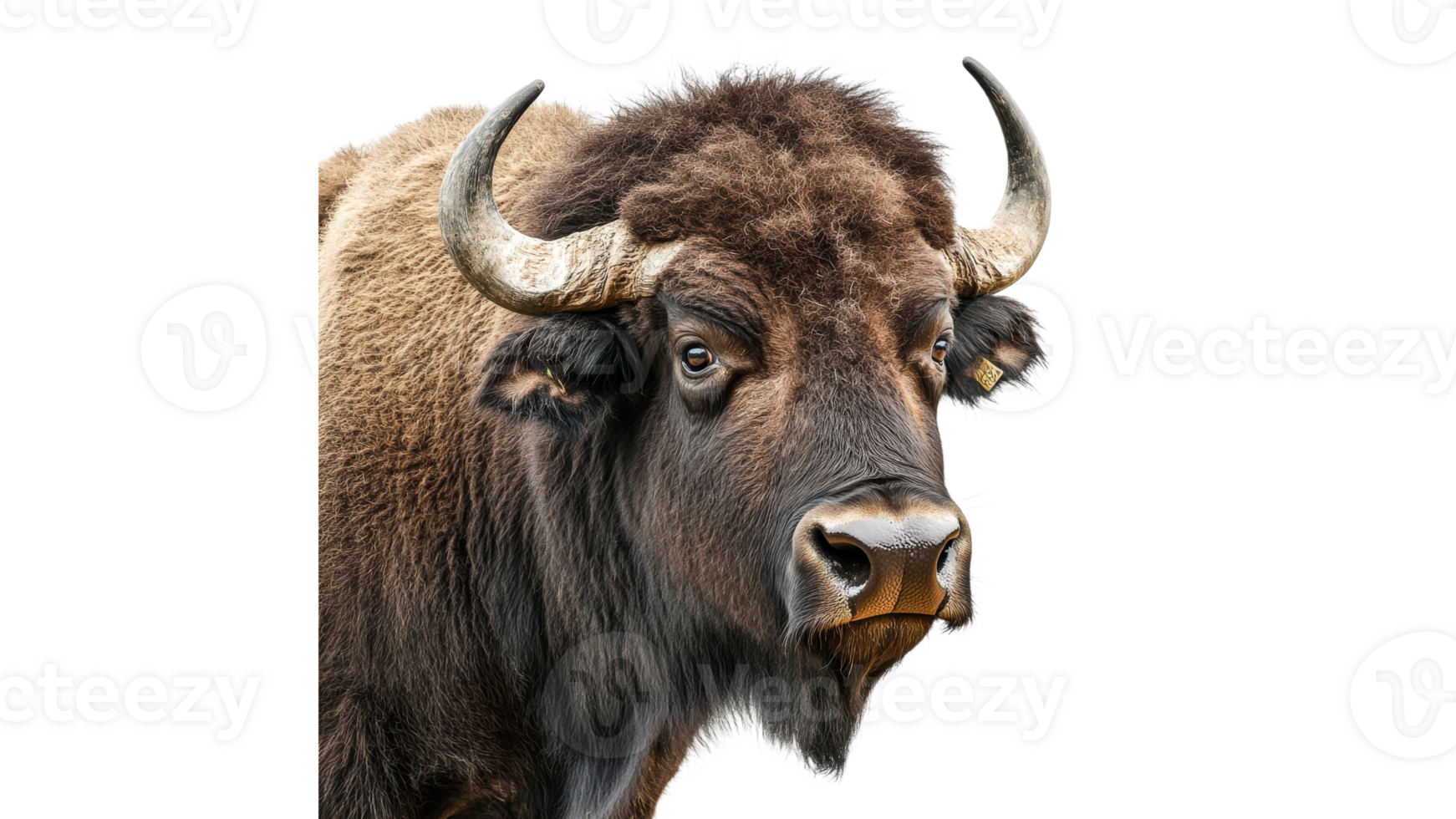 Bison showing its majestic features in close view png