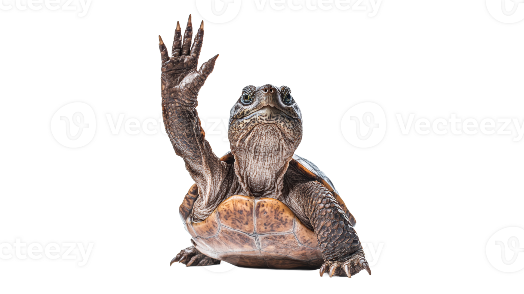 Turtle raising a flipper in a bright setting png