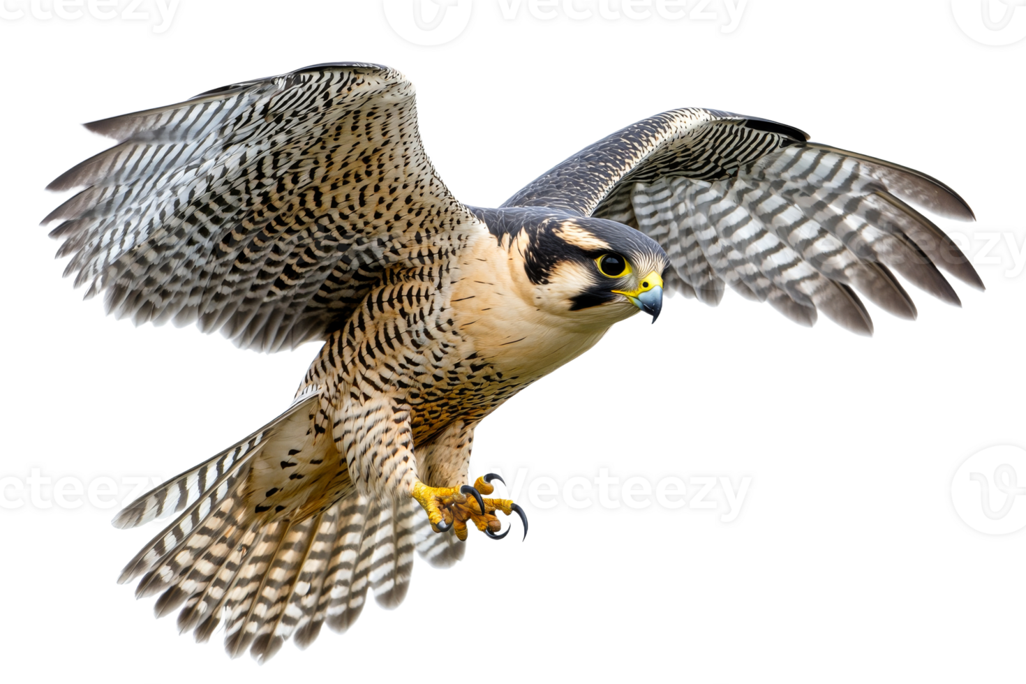 Peregrine falcon in mid flight over open space png