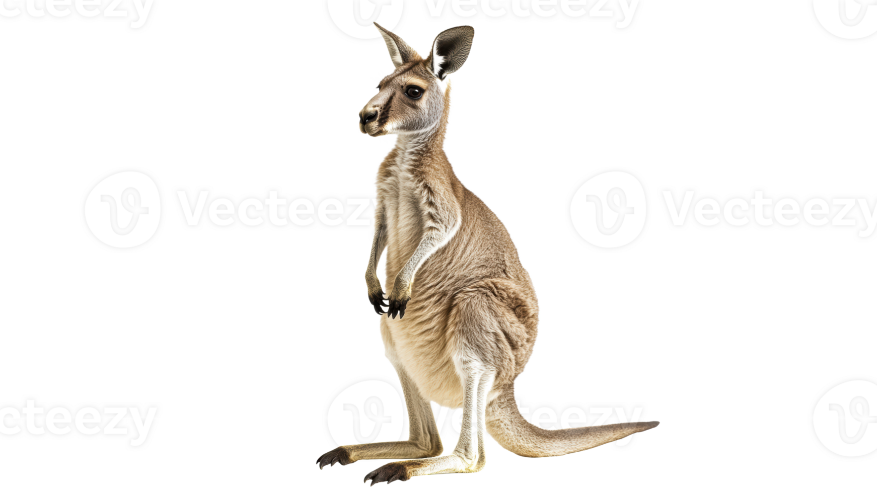 Kangaroo standing upright in a white background png