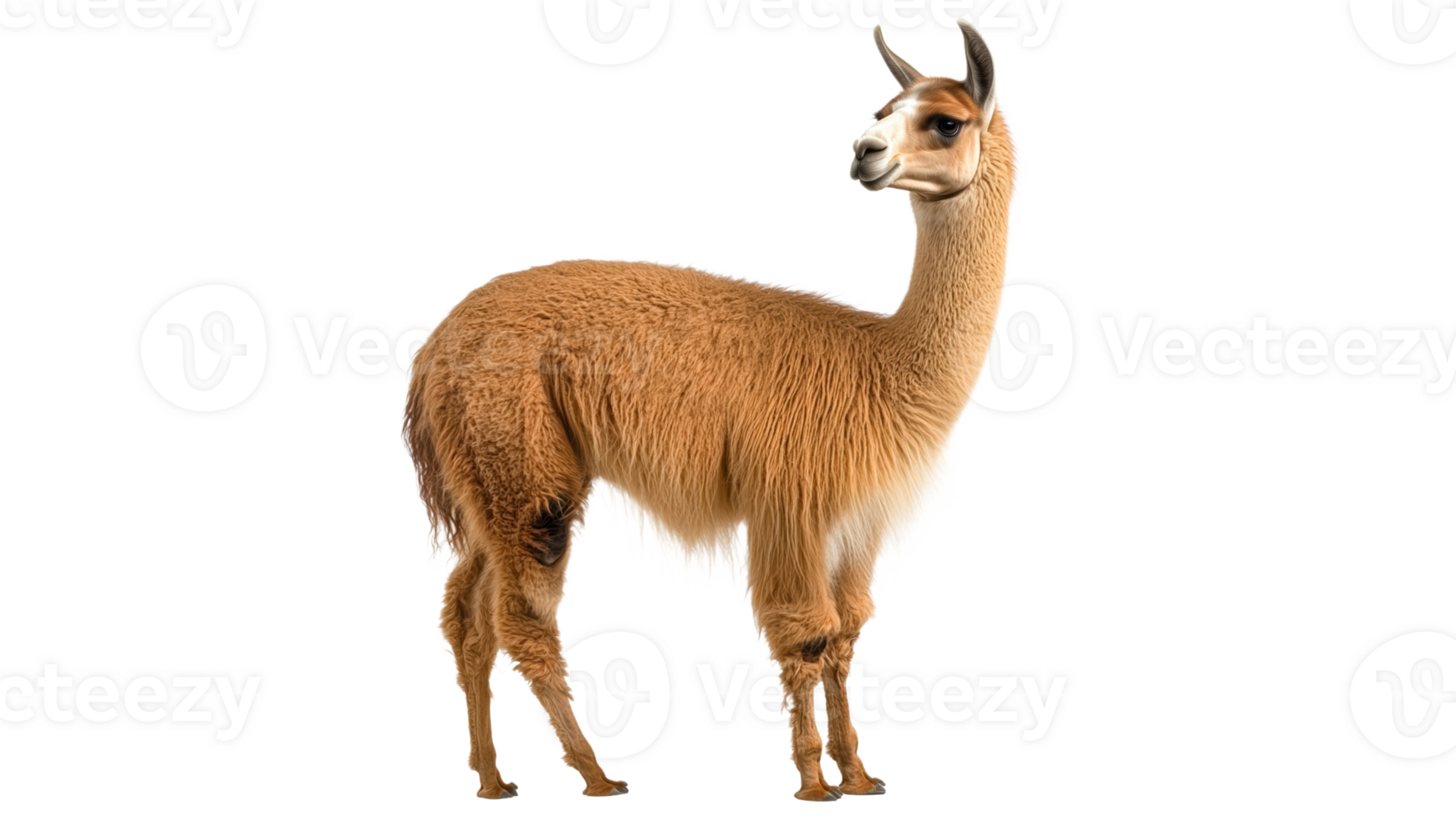 Unique animal with fluffy coat on white backdrop png