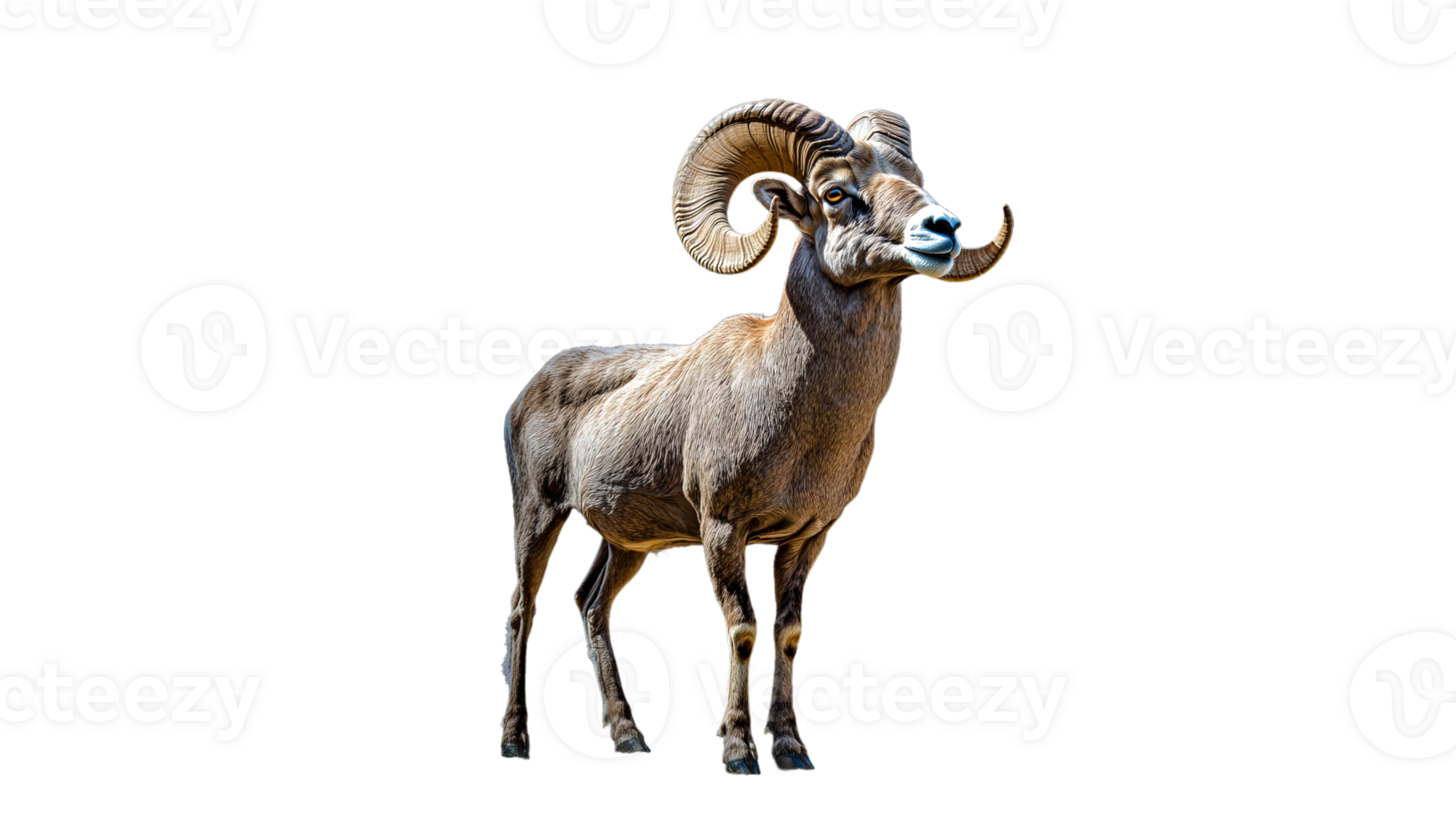 Majestic ram standing confidently in natural light png