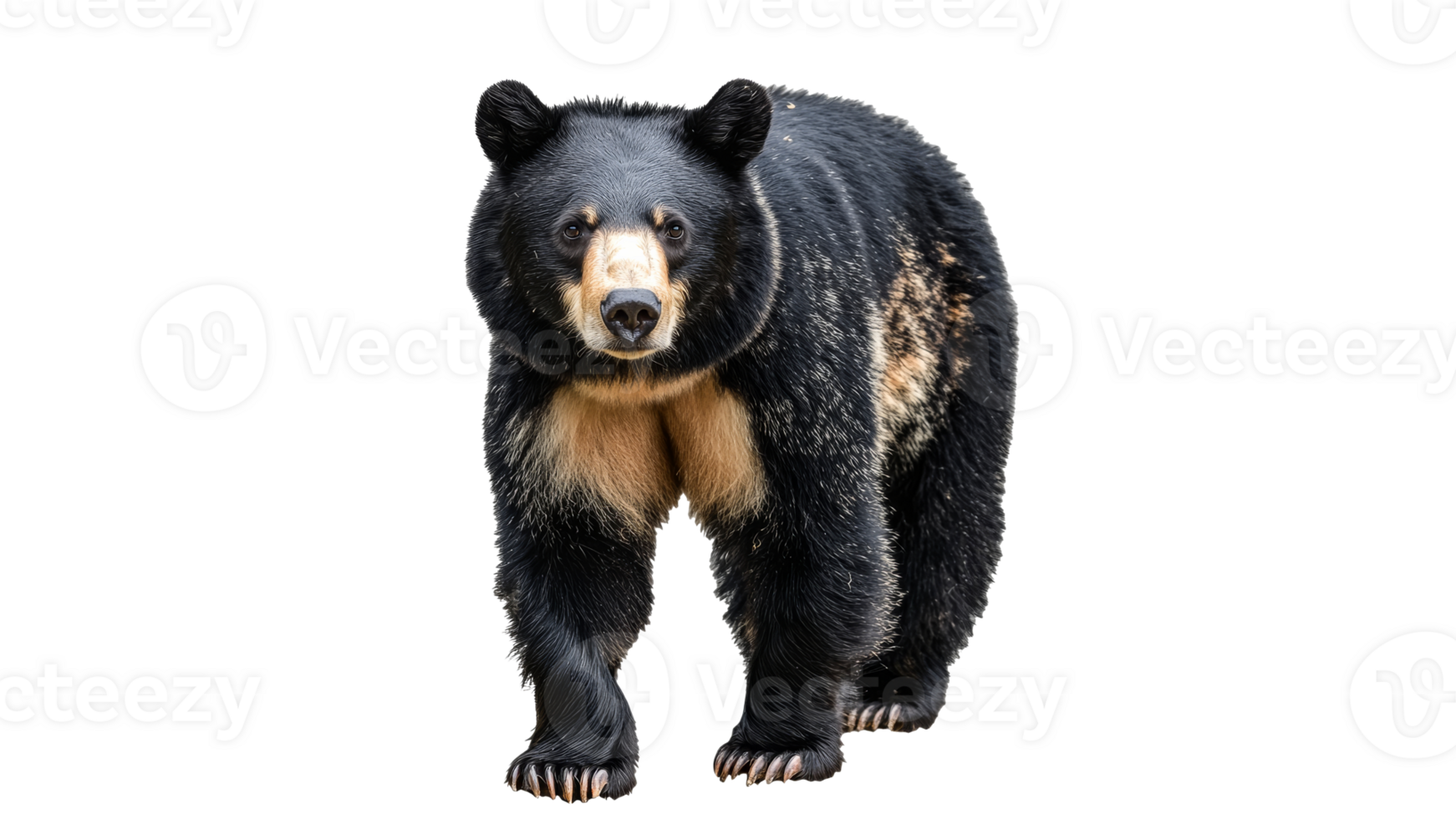 Daytime black bear in the wild png