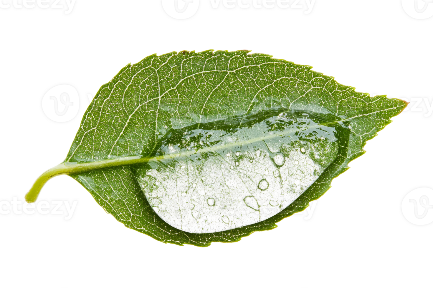 Water droplets resting on a green leaf png