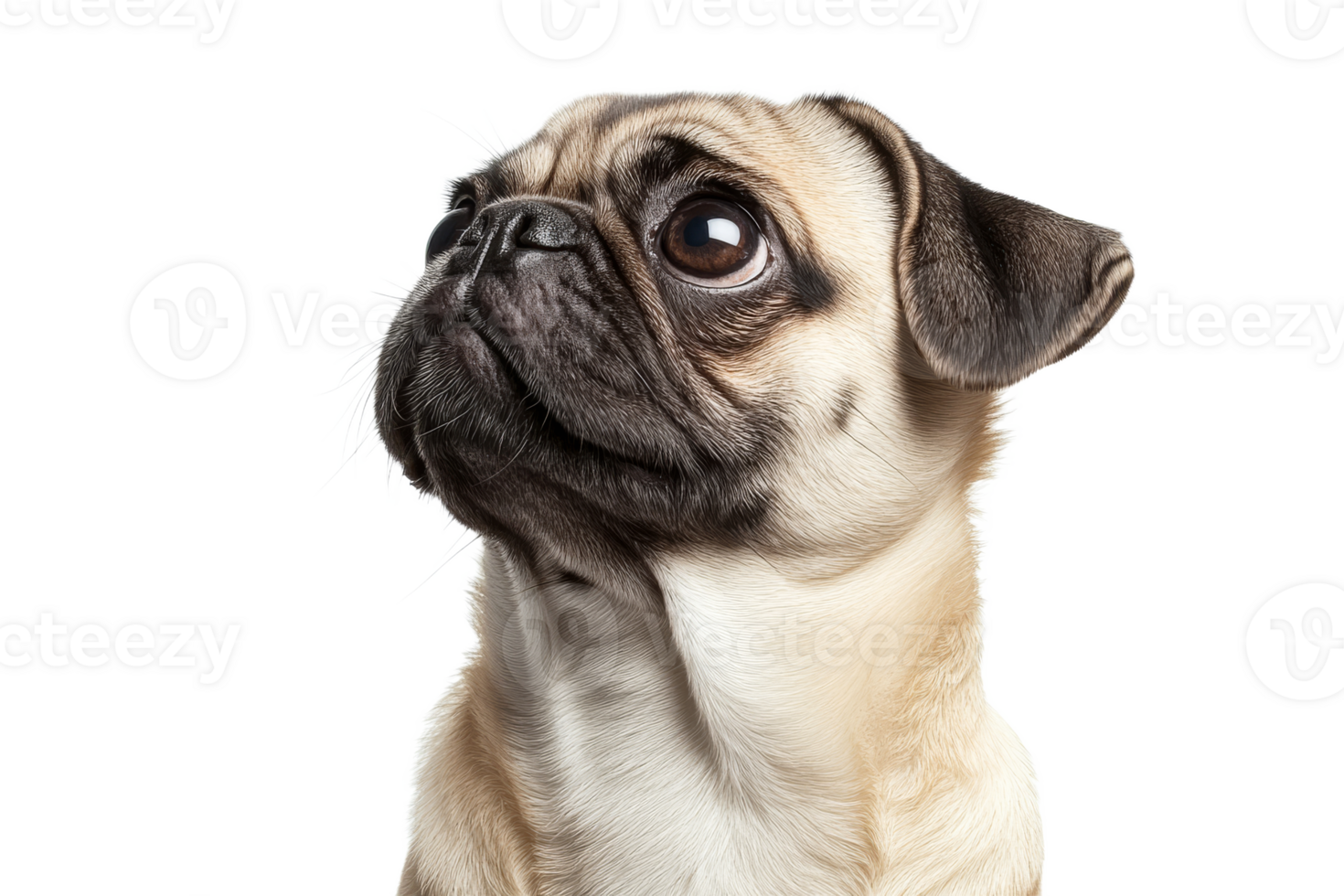 Pug gazing curiously at the camera indoors png