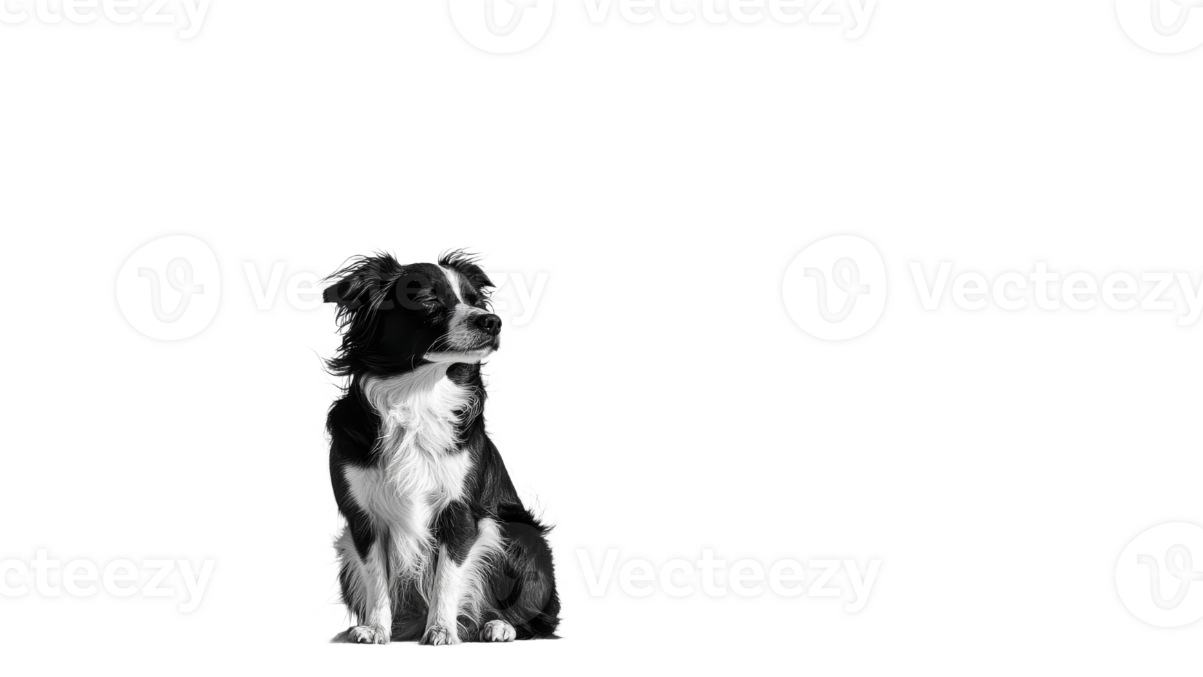 Black and white dog sitting in calm repose png