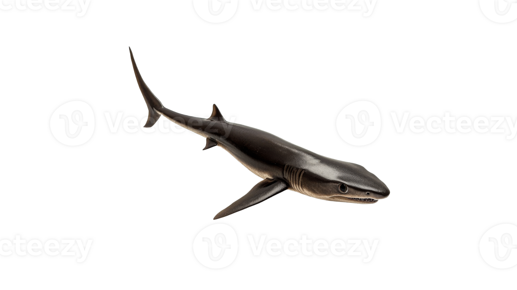 Shark model displayed for educational purposes png