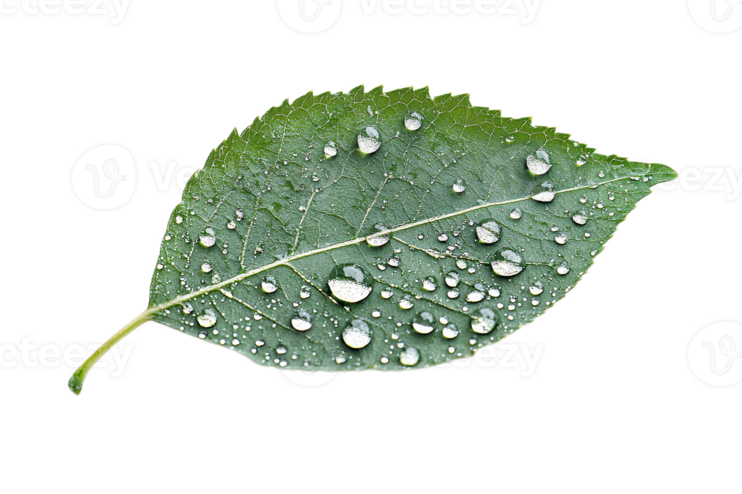 Water droplets on a fresh green leaf close up png