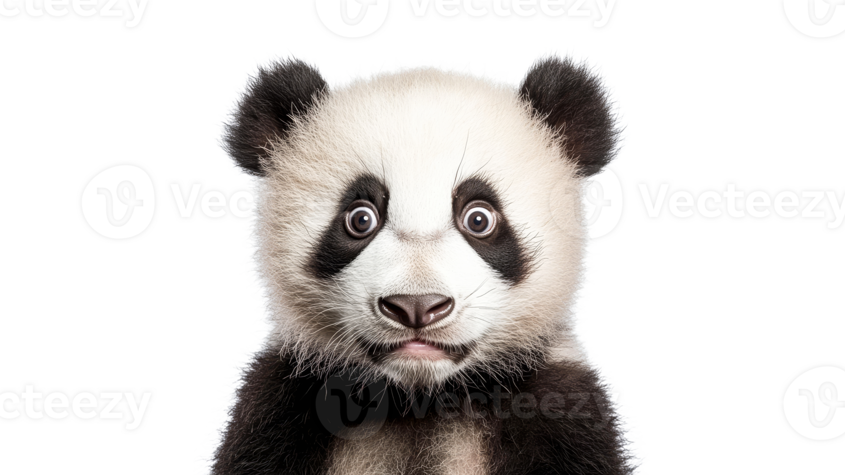 Cute panda cub showing curious expression png