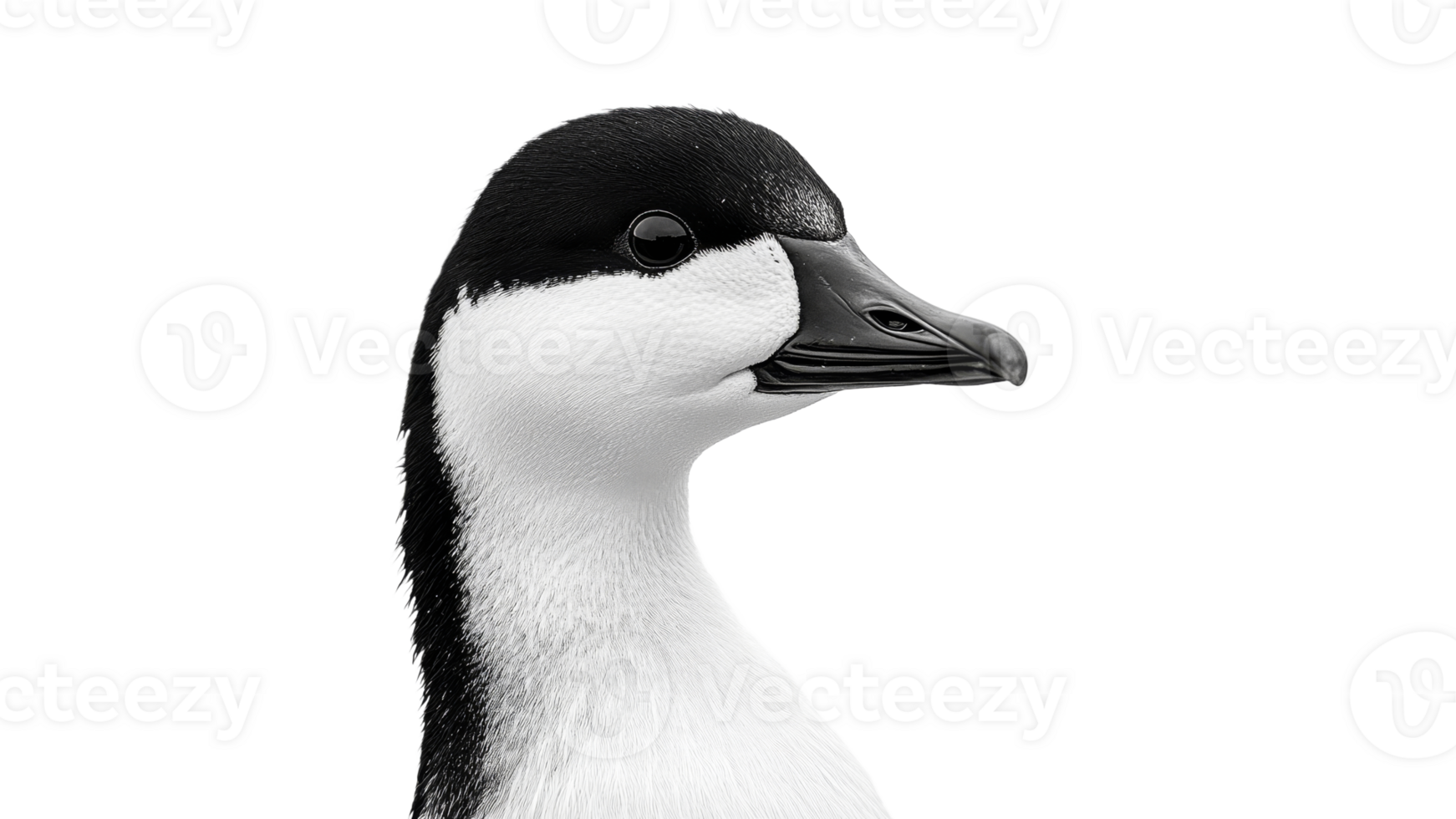 Black and white duck in natural light png