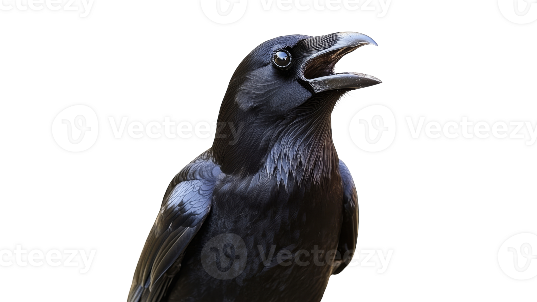 Black raven perched and calling in daylight png