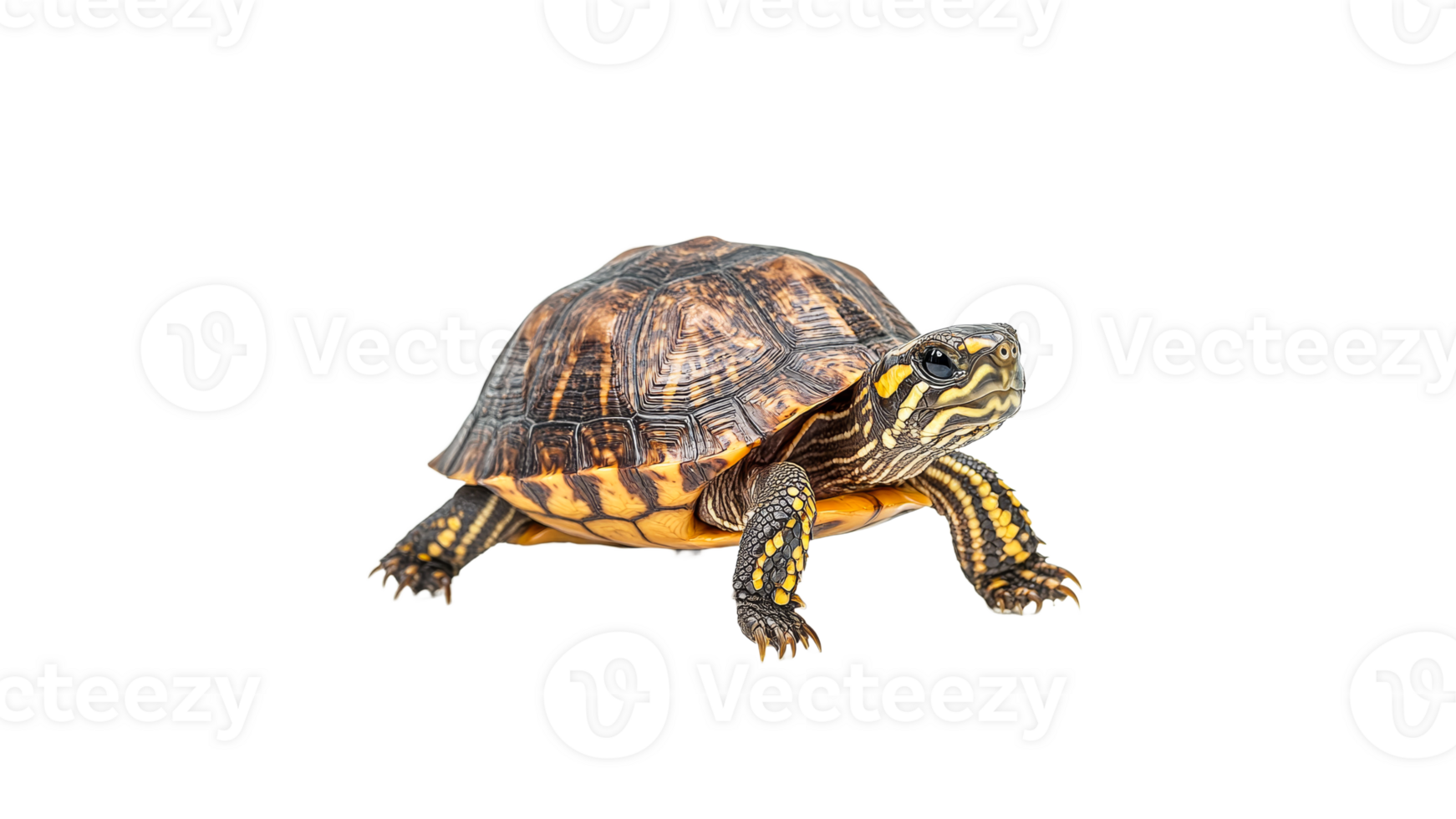 Turtle on plain background in daylight png