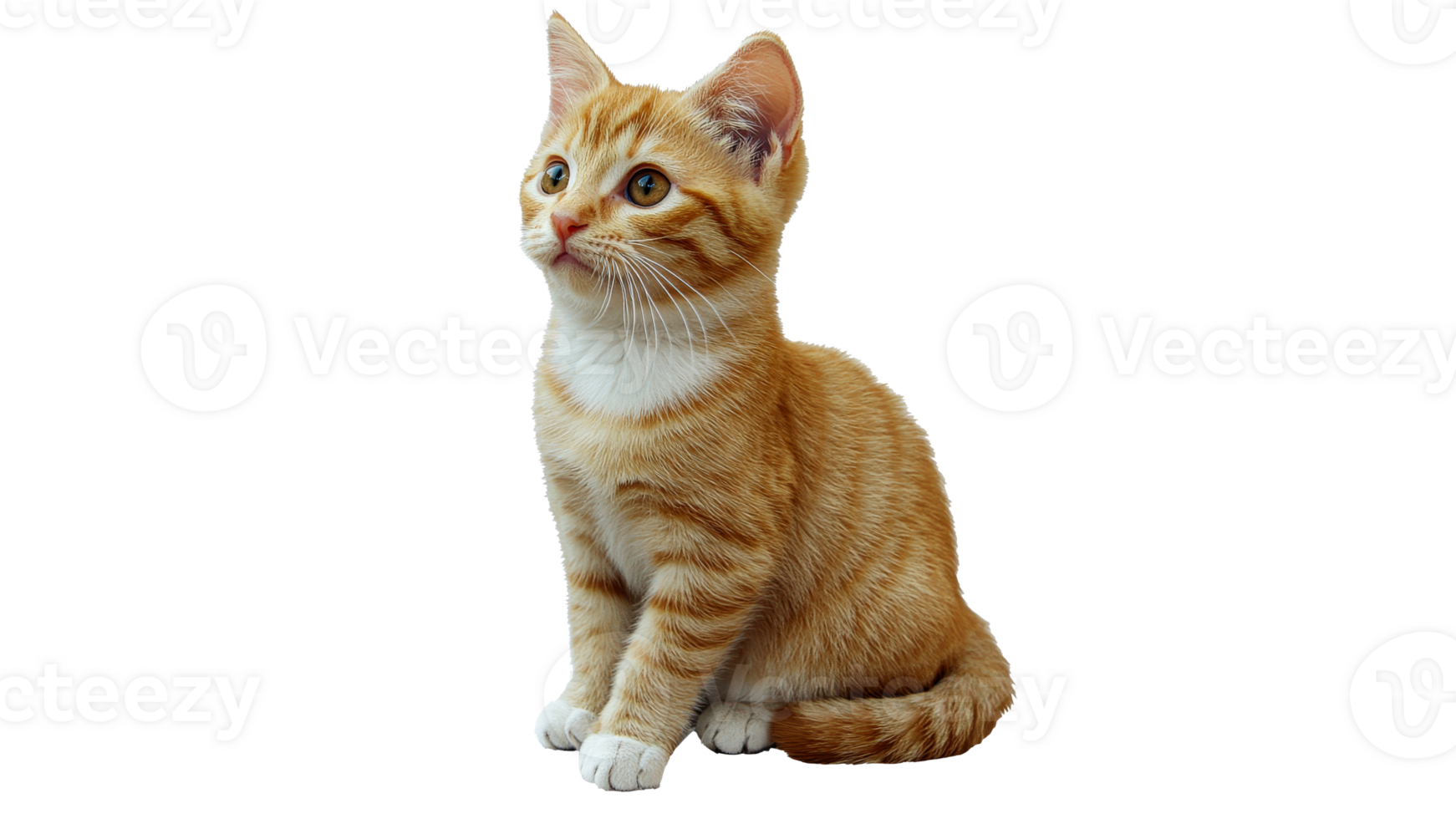Curious orange kitten exploring its surroundings transparent png