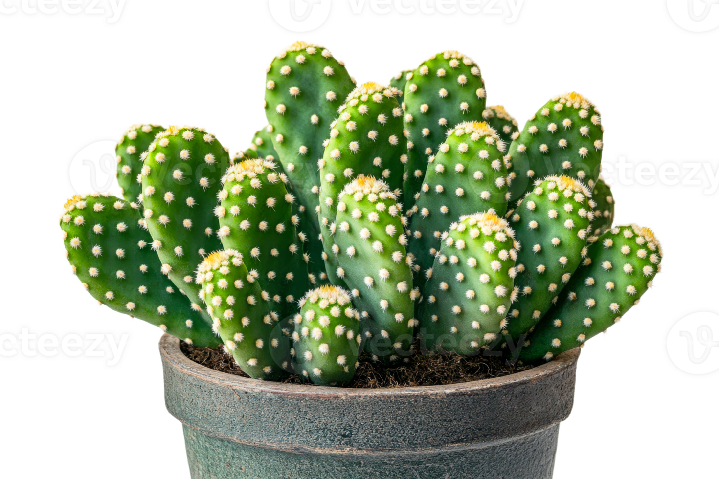 Vibrant cactus cluster in green pot png