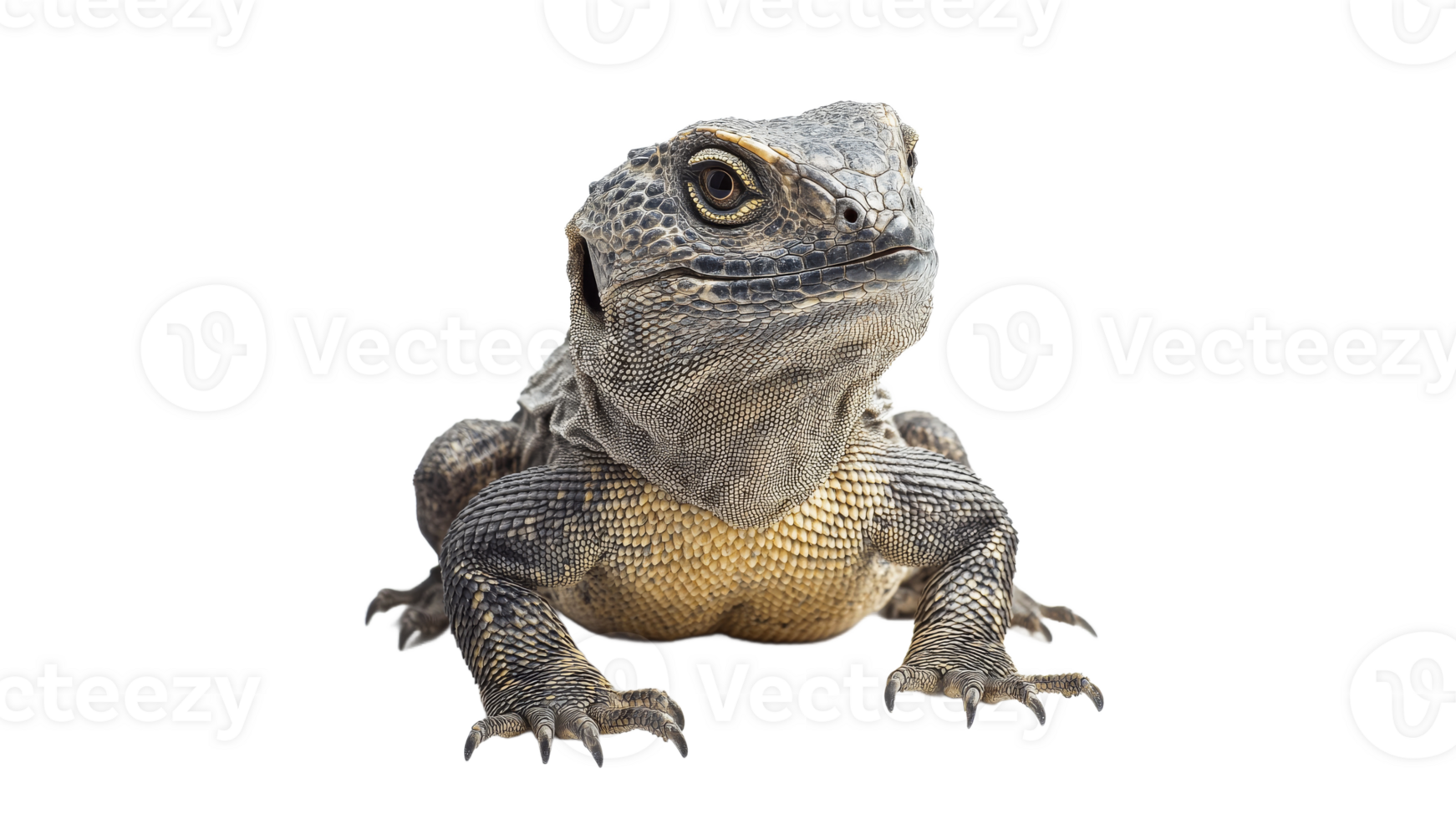 Lizard basking in sunlight with textured skin png