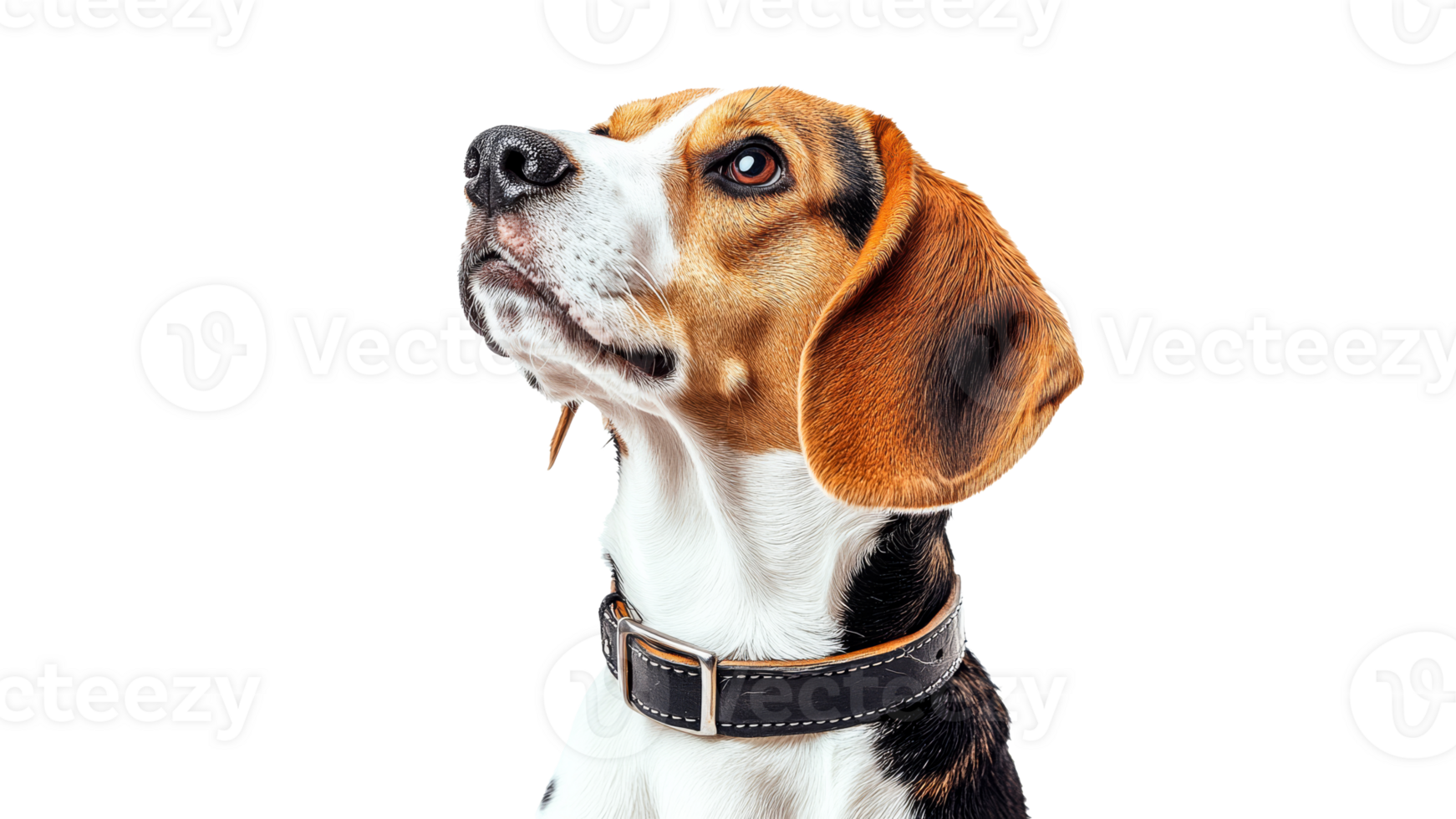 Beagle in collar looking up outdoors png