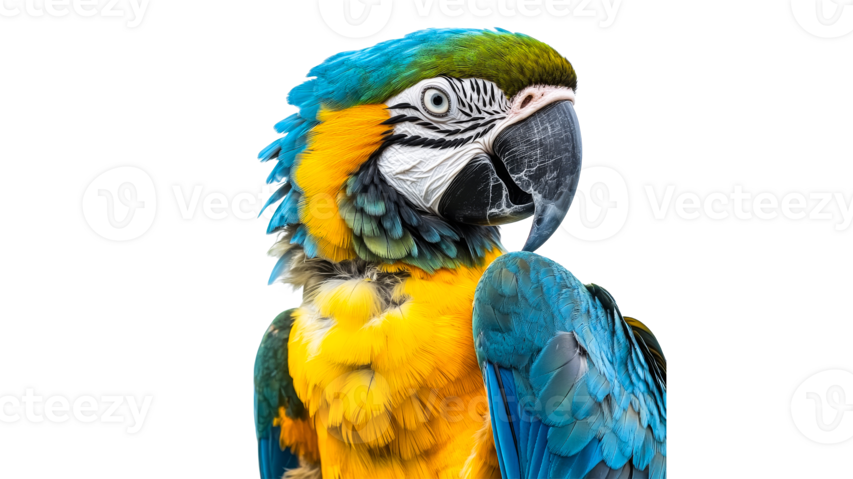 Colorful macaw perched against a plain backdrop png