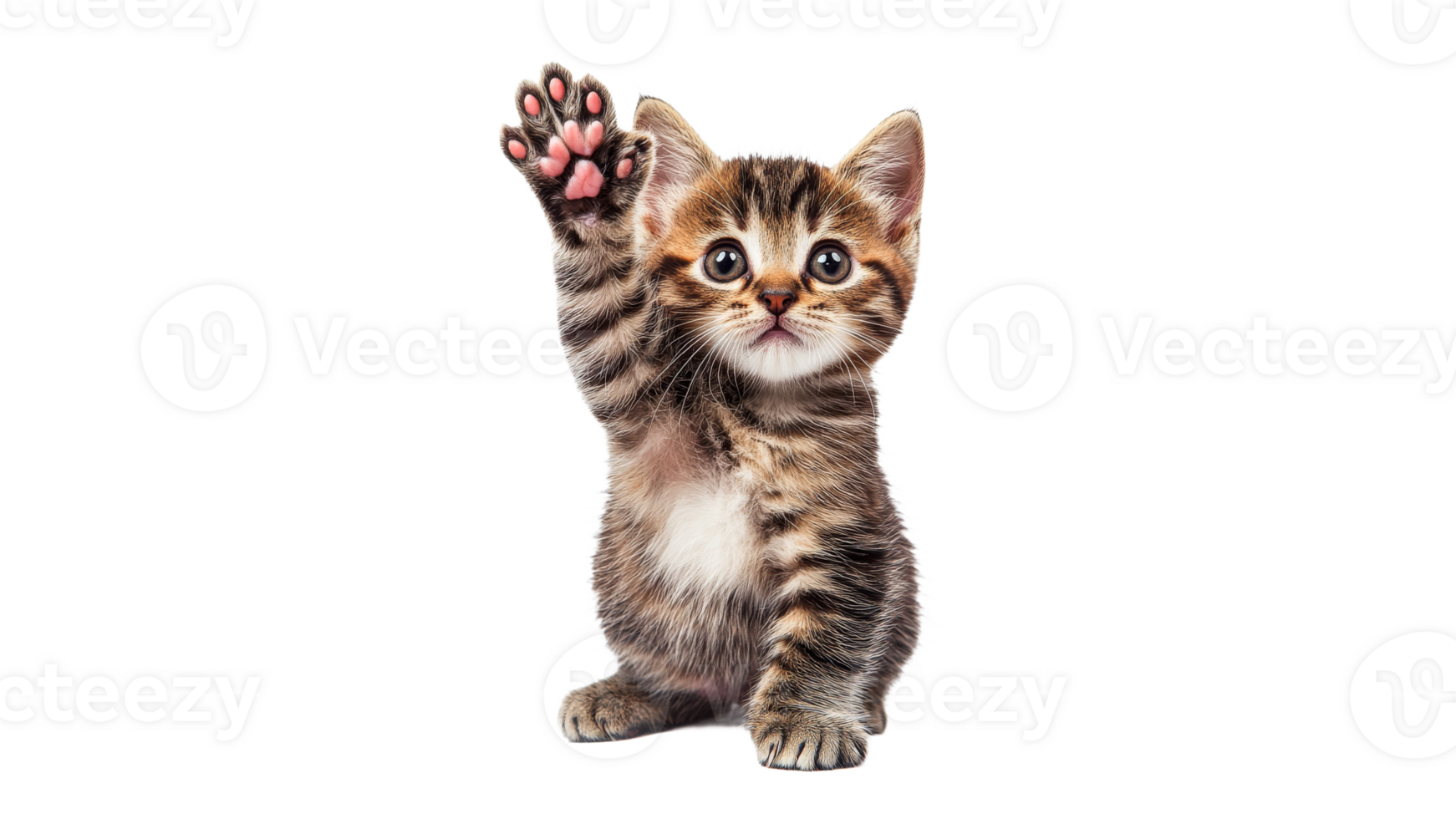 Cute kitten raising a paw in playful gesture png