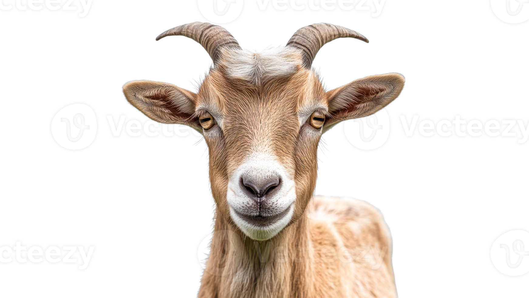 Goat portrait capturing a serene expression png