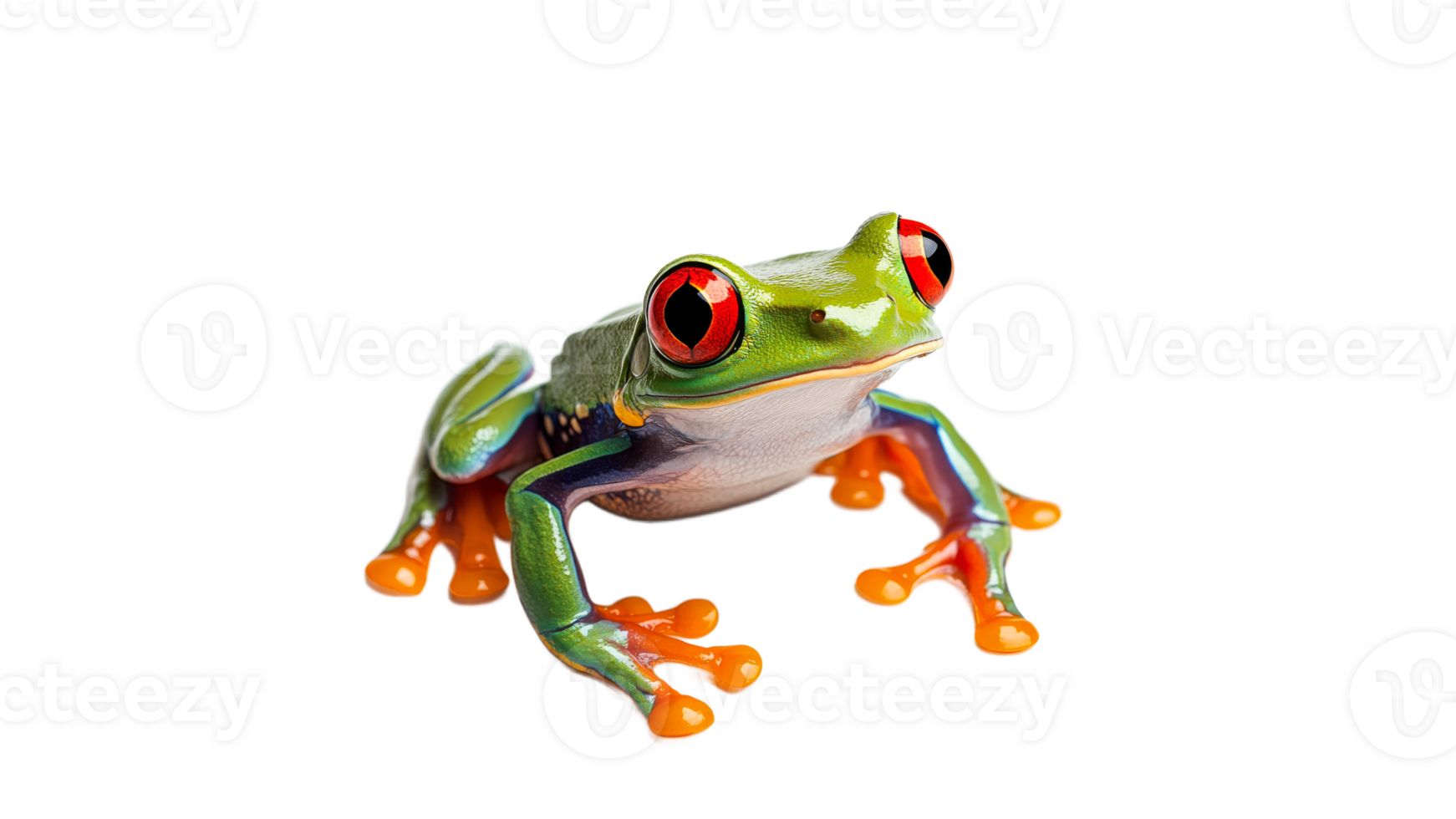 Colorful red eyed tree frog on a white background png