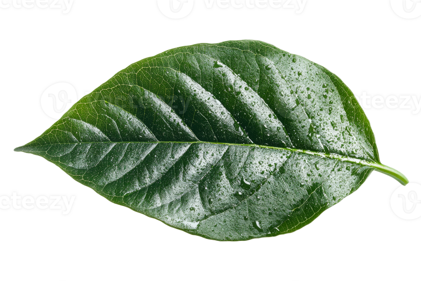 Fresh green leaf with water droplets in sunlight png