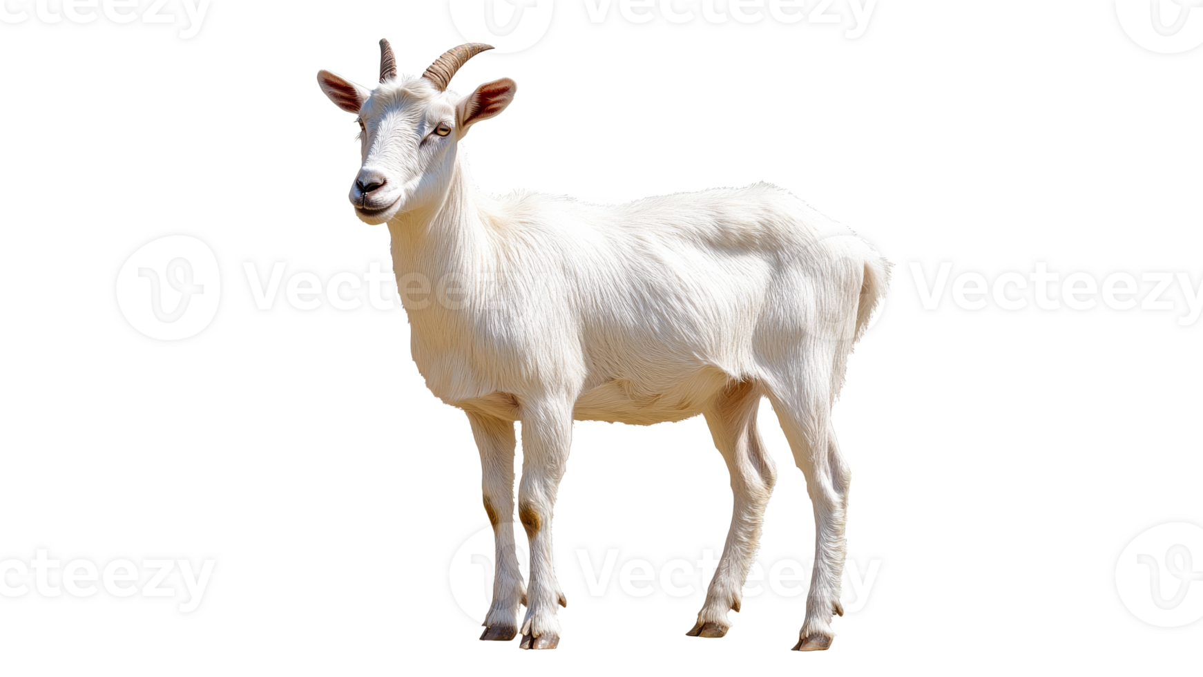 Goat standing outdoors in bright daylight png
