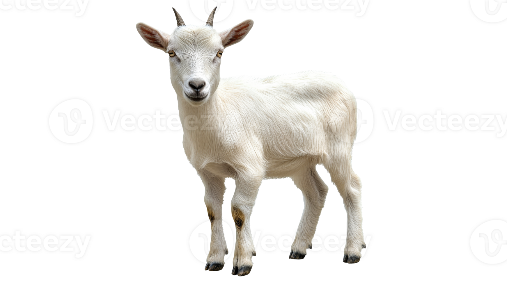 Cute white goat standing in a bright setting png