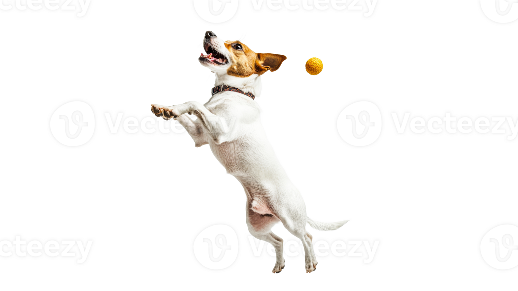 Dog jumps to catch a ball in mid air png