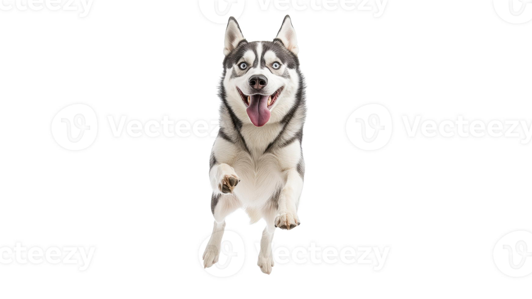 Happy husky jumping with excitement indoors png