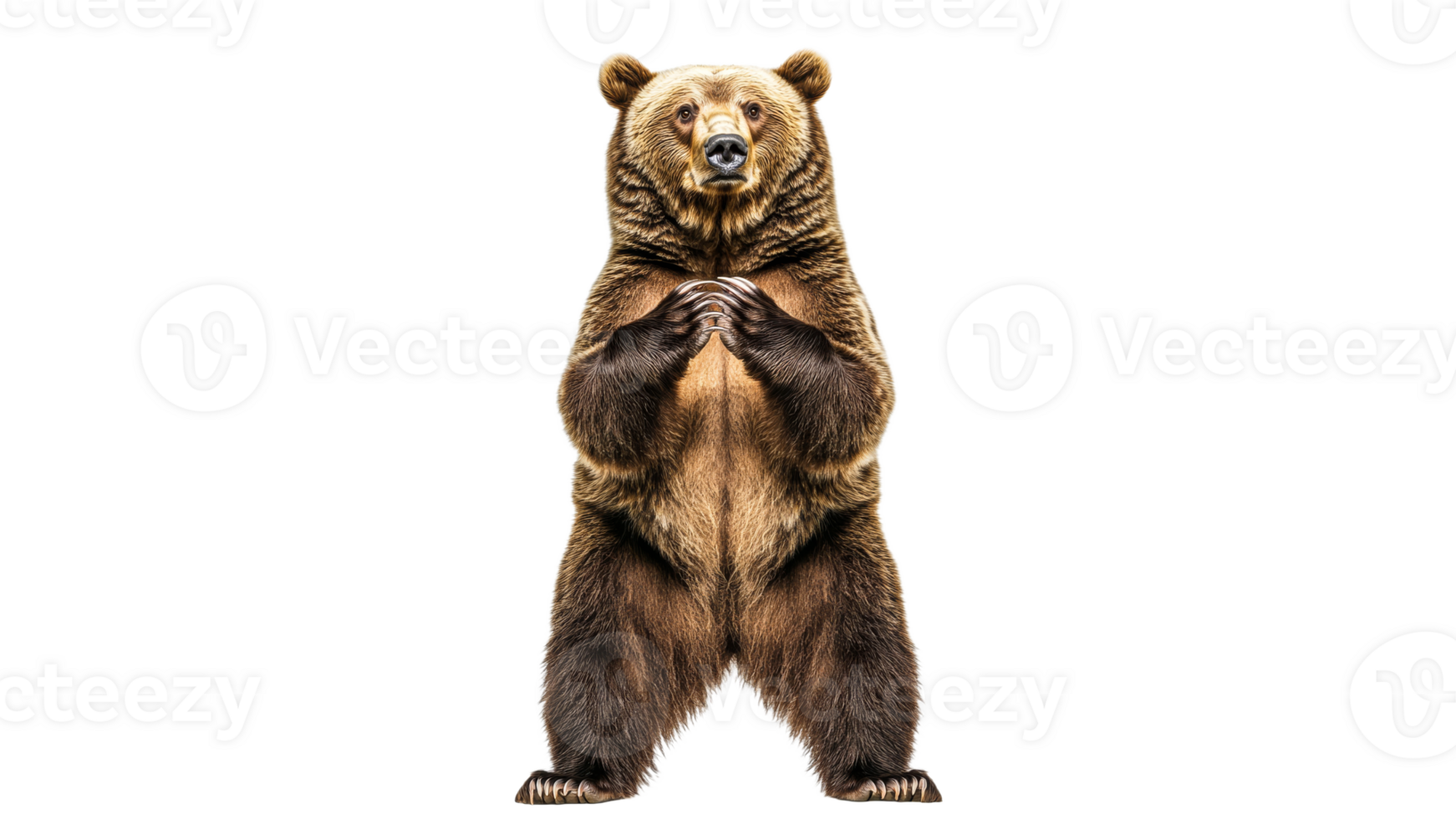 Grizzly bear standing in a neutral pose png