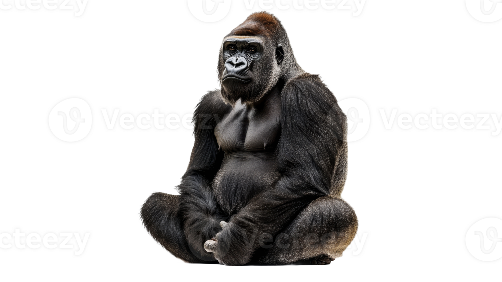 Gorilla sitting calmly in a natural pose indoors png