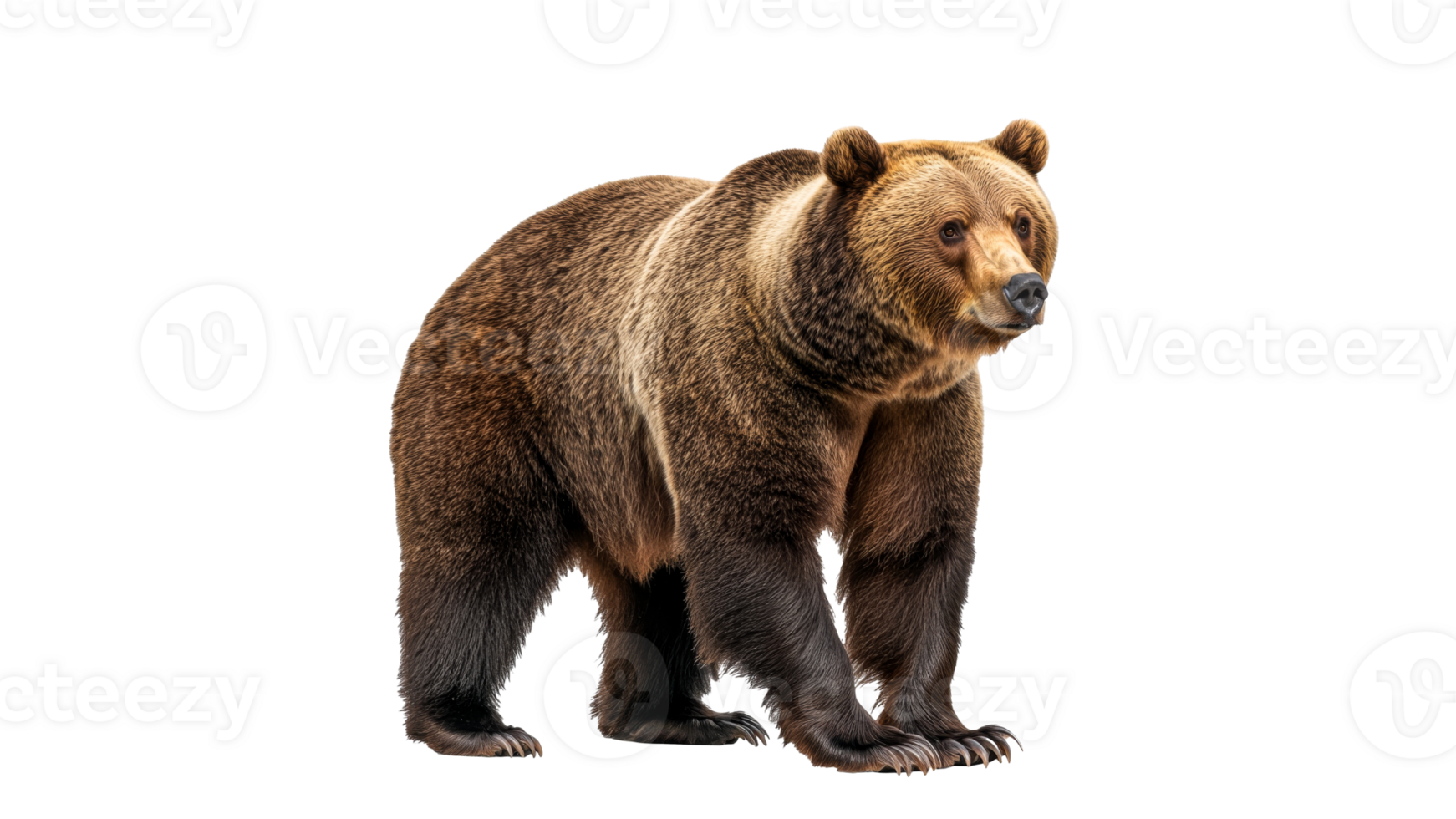 Confident grizzly bear in nature png