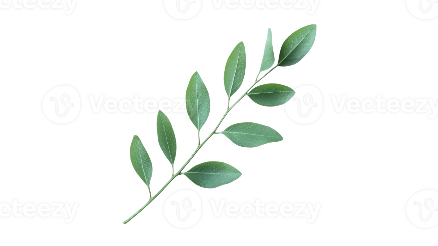 Green leaves on a branch showcasing natural beauty png