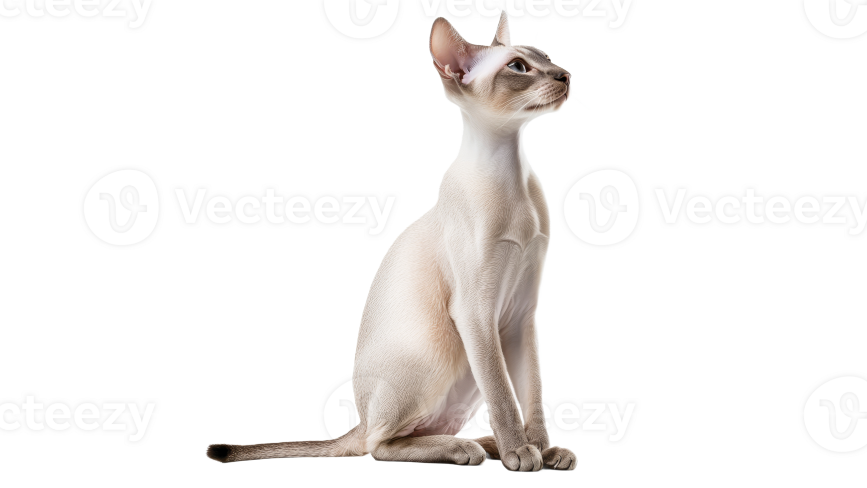 Elegant cat sitting gracefully in profile view png