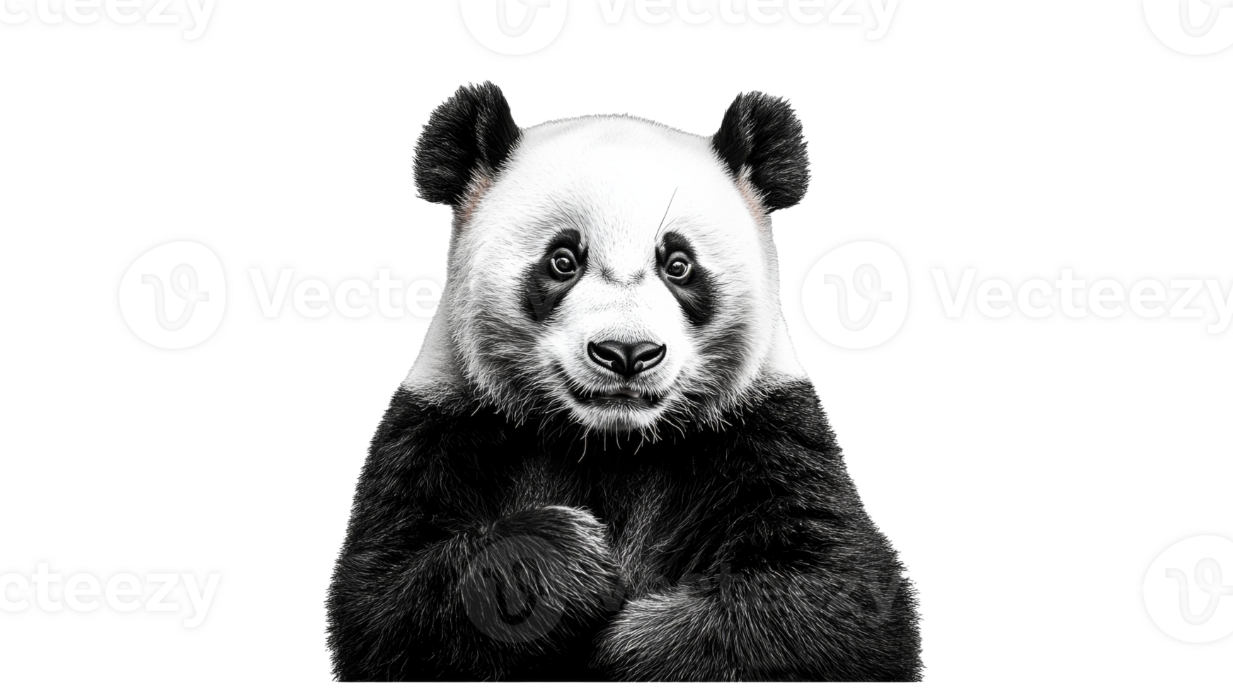 Panda displaying curiosity in a close up view png