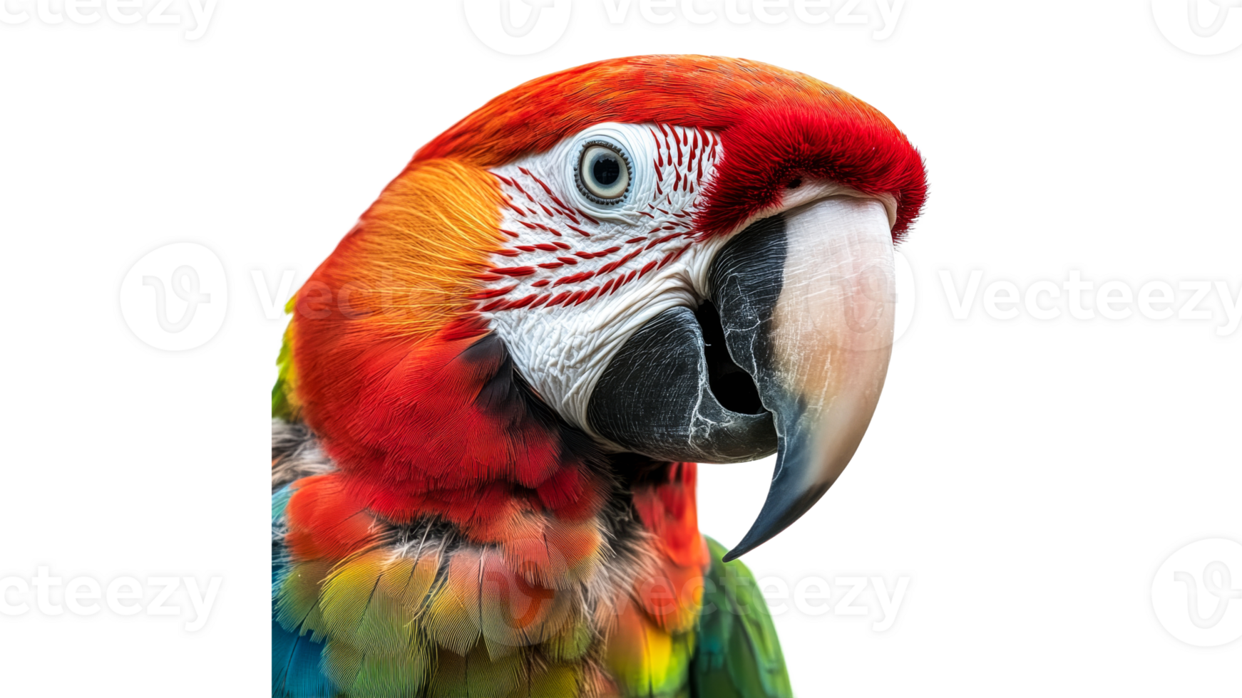 Vivid macaw with bright feathers png
