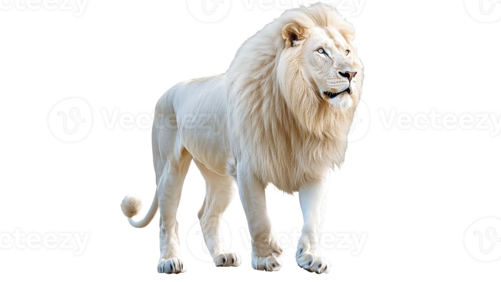 Majestic white lion walking in a lush environment png