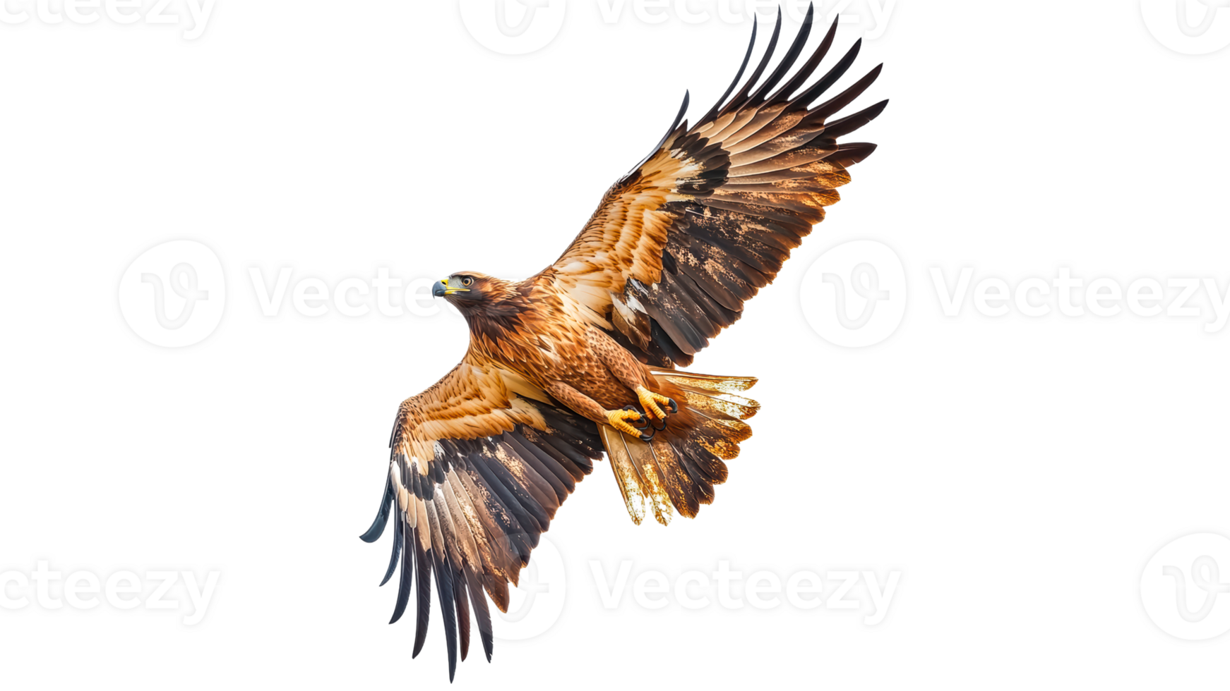 Golden eagle soaring in a clear blue sky png