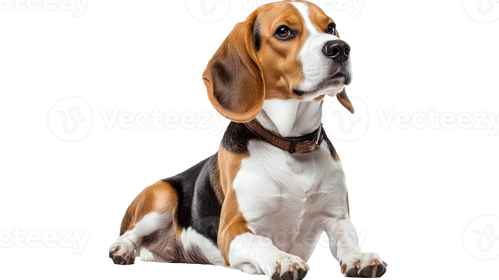 Beagle resting calmly on a white background png