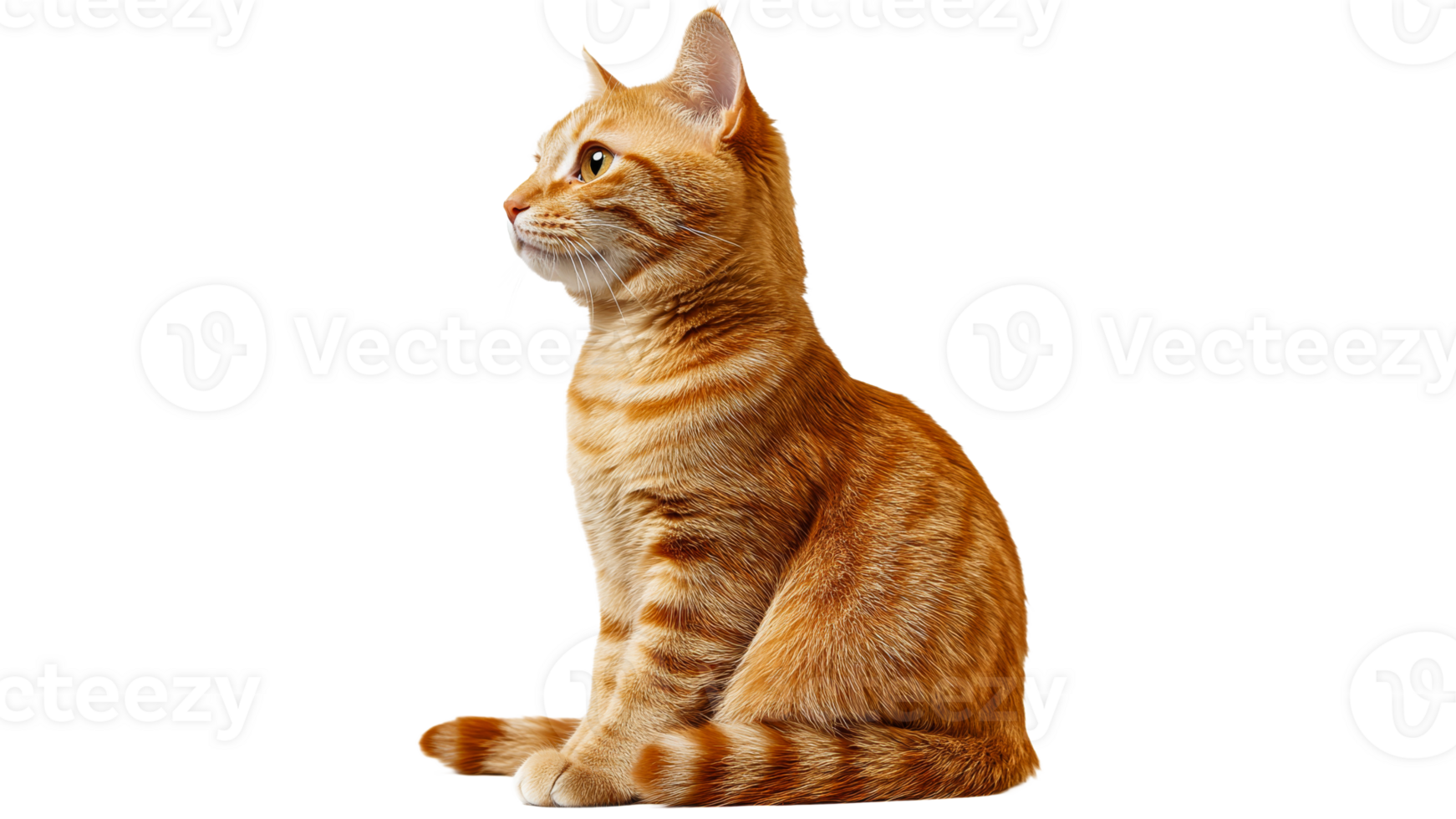 Ginger cat sitting calmly in profile view png