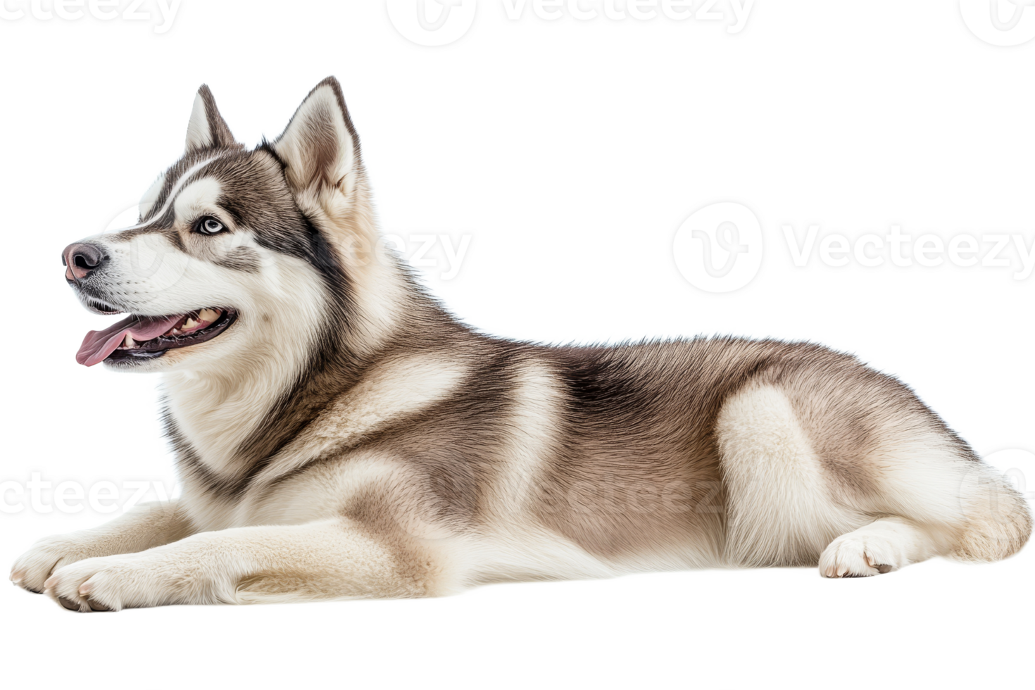 Siberian husky resting peacefully indoors png