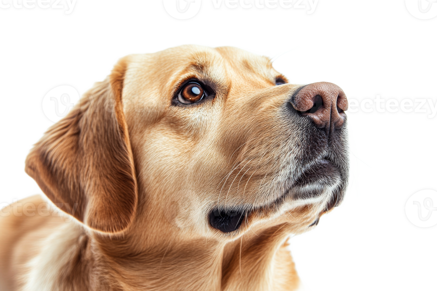 Golden retriever looking up with curiosity at home png