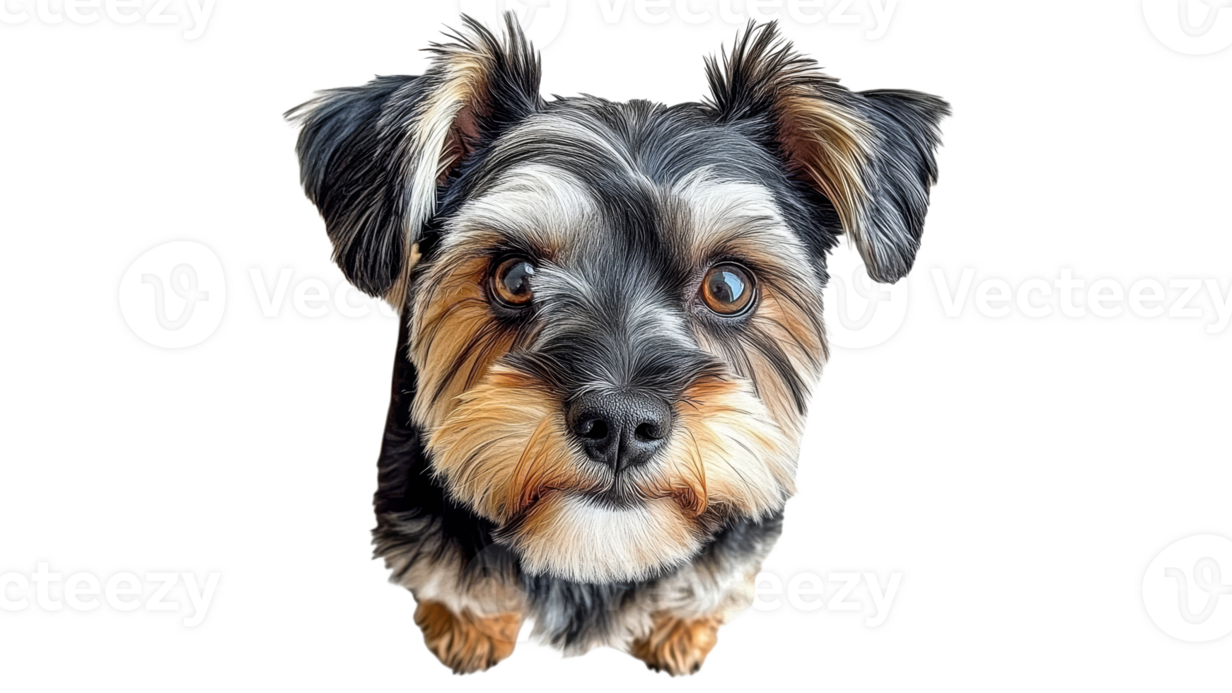 Curious small dog looking directly at the camera png