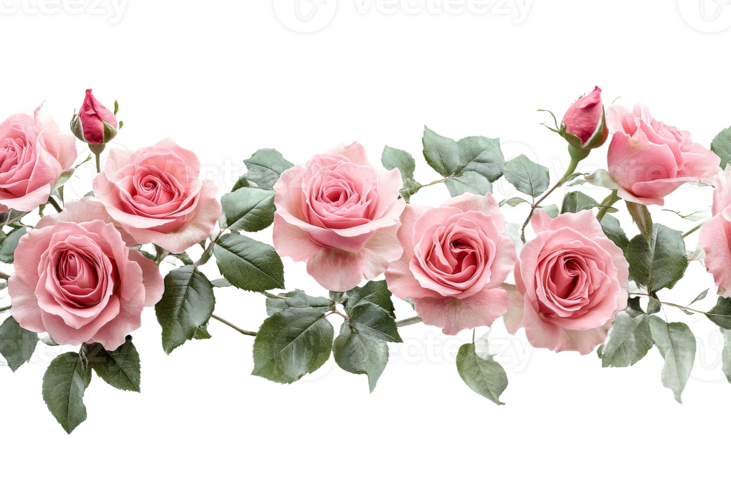 Roses arranged in a beautiful floral display png